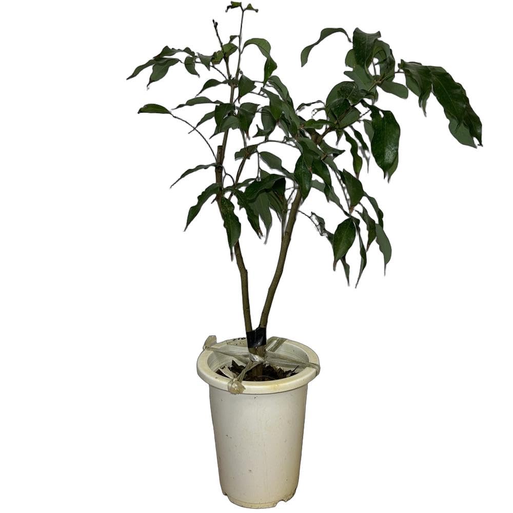ライチ　レイシ　黒葉　取木苗　開花経験済　大苗 Amazon.co.jp: レイシ・ライチ苗 黒葉種 取木苗 : DIY・工具・ガーデン
